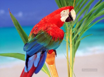 Animal Painting - loro fotografía aves